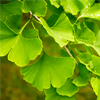 Ginkgo Biloba Extract